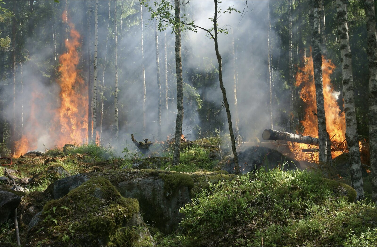 Feu courant au sol dans une forêt de bouleaux et de conifères : flammes basses entre les troncs et fumée blanche s'élevant sous le couvert.