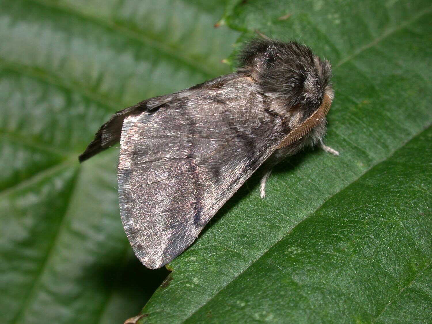 Papillon adulte de la processionnaire du pin, au repos sur une feuille verte : corps trapu couvert d'un duvet gris et ailes repliées en toit.